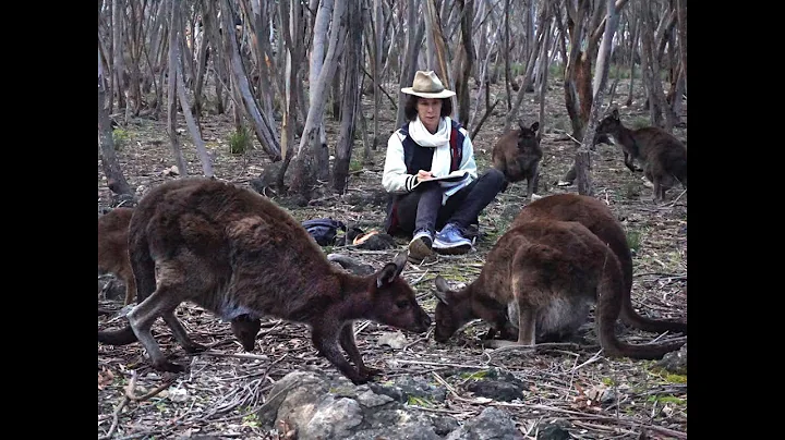 Anne Brenner is sketching kangaroos