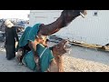 Camel mating with Female camel উট পালন পদ্ধতি Robiul ahmed Kuwait