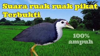 Download Lagu Suara ruak ruak pikat Terbukti MP3