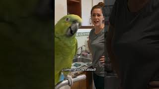 El loro me mandan a lavar los platos y no quiero🤣🤣🤣
