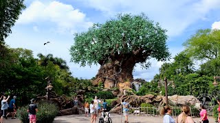 Disney's Animal Kingdom 2023 Afternoon Walkthrough in 4K | Walt Disney World Florida September 2023