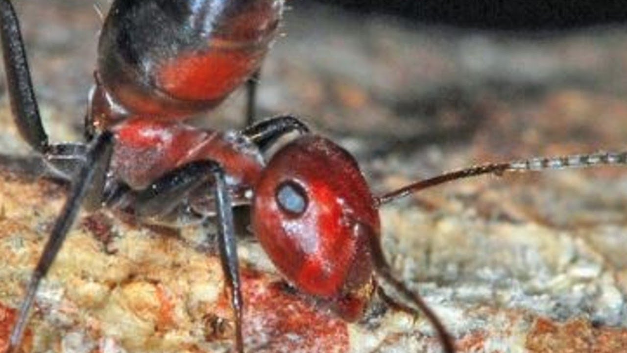 Strange Exploding Ant Species Discovered In Asia Youtube
