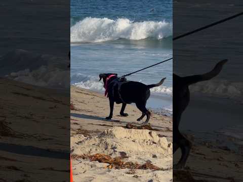 Big waves and a dog // Laguna Beach