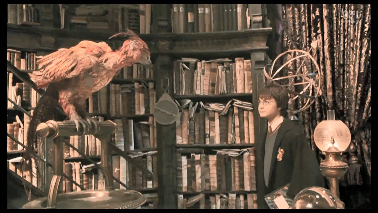 不死鳥フォークス Youtube 不死鳥フォークス Youtube