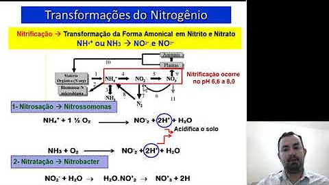 Como ocorre o processo de Amonificação?