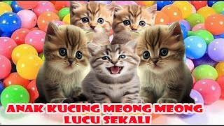 anak kucing meong meong (kucing bermain bersama kelinci lucu) suara meong part 7