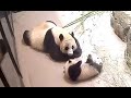 Mei Xiang Loves Her Little Biscuit Xiao Qi Ji 1-28-21