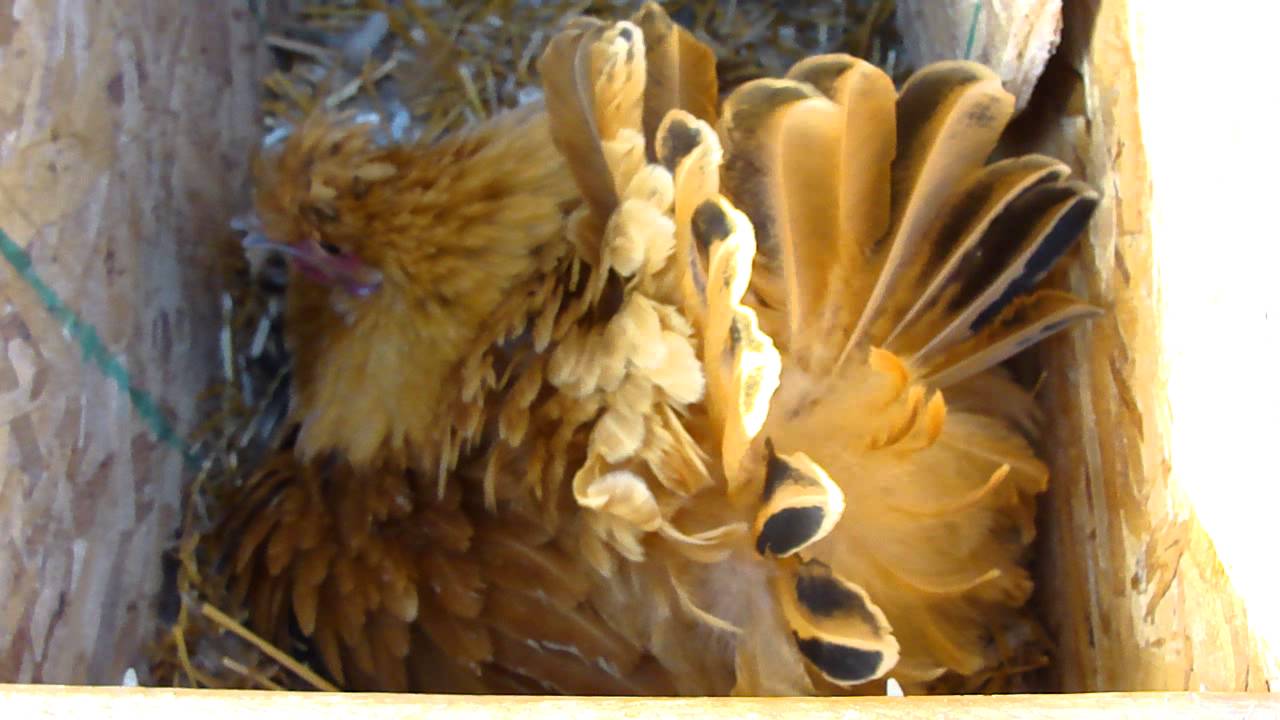 Broody Hen on the Nest - YouTube