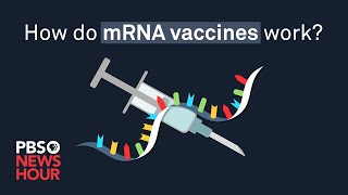 How do mRNA COVID-19 vaccines work?