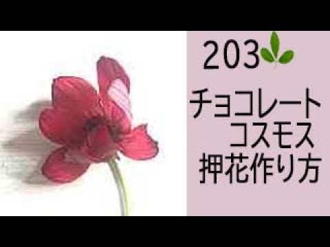 押し花の作り方 ーチョコレートコスモスの押し花の作り方 チョコレートの甘い香りの可愛いコスモスのチョコレートコスモスを押し花にして楽しみましょう Youtube
