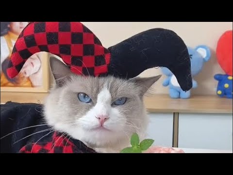 Kedi Reis Yemek tarifleri en yeni tiktok videosu #4 #cat #shorts