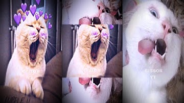 🎵 DRAKE ~ ONE DANCE 🎵 XML Preset Alight Motion