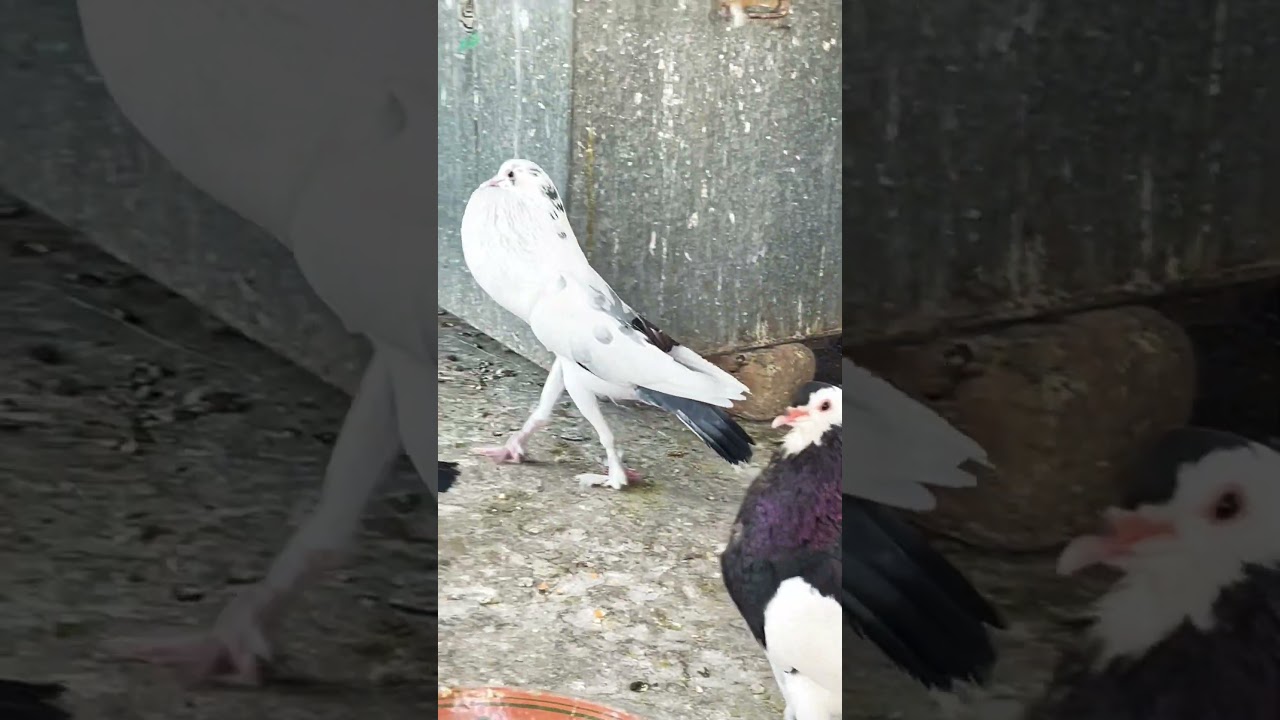 English pouter pigeon 