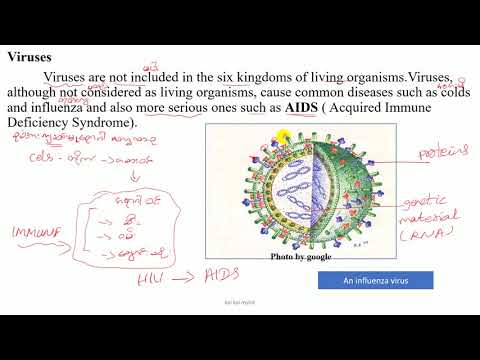 Grade 10 Chapter 1 Viruses