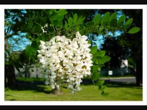 aktoriu trio akacija.wmv accords