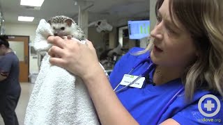 Handling Hedgehogs for Exams