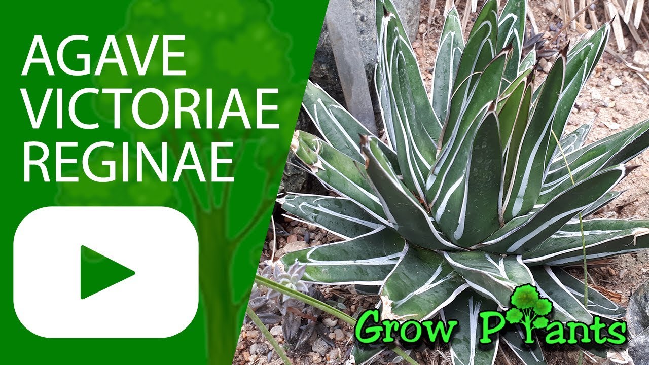Agave victoriae reginae - Grow & care