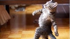 лучшие приколы животные июнь 2019 коты собаки. Greenli