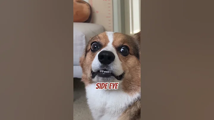 Corgi Bombastic Side Eye 👀 #trending #shorts #corgi