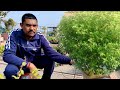 सूखी तुलसी करें तुरंत हरी-भरी ये है सेक्रेट रामविलास सिंह जी का how to save holy basil tulsi plant