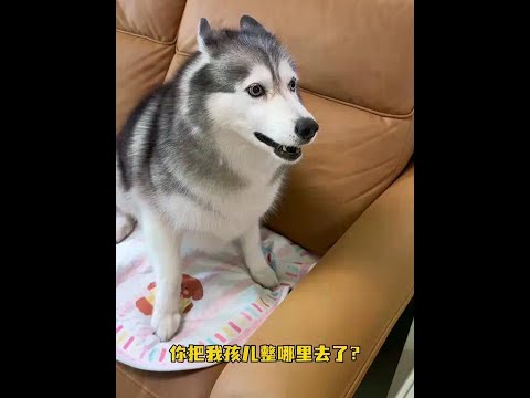 戒娃的第一天 贝贝出现了严重的戒断反应 二哈贝贝 带娃 爱吃地瓜的贝贝 戏精二哈 带娃日常