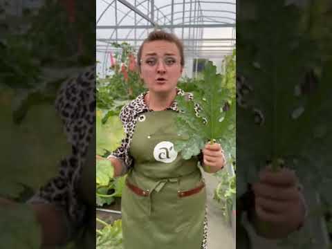 Видео: Проблемы выращивания цуккини - лечение кабачковых насекомых на растениях