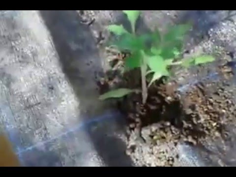 como plantar el tomate negro como plantar el tomate negro