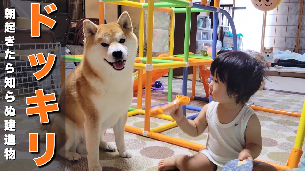 I pranked a one-year-old boy and his Shiba Inu, and he was so
