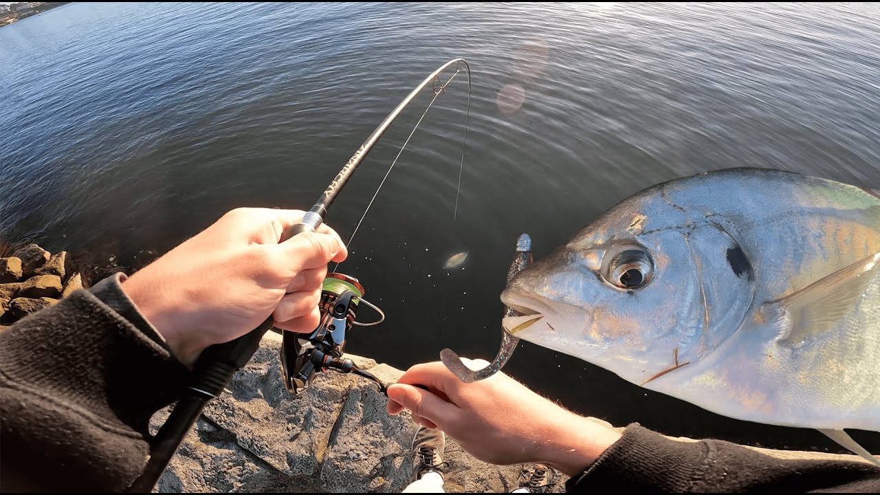 The cold weathers brings these strong fish !!  || Parramatta river soft plastic fishing ||