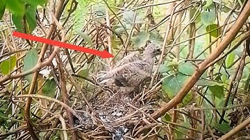 Zebra dove birds Feed the baby in the nest. Ep13 [ Review Bird Nest ]