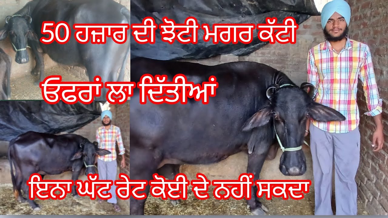 ਮੇਲਾ ਲੁੱਟਣ ਵਾਲਾ ਰੇਟ 50 ਹਜਾਰ ਦੀ ਝੋਟੀ ਮਗਰ ਕੱਟੀ #cheema dairy farm 