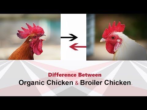 What is the difference between Organic and non Organic Chicken || Which is Better?