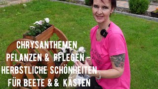 Sind Chrysanthemen für Hunde giftig?