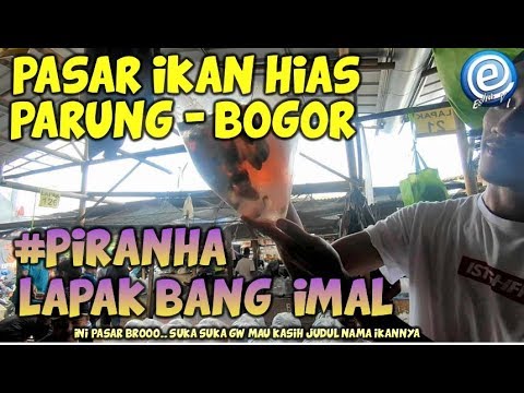 piranha-lagi-banyak-#-pasar-ikan-hias-parung-bogor-18