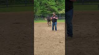 Mustang receiving open hand touches