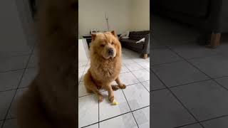 Chow Chow Dog #chowchow #chowchowdogs #dogs #dog #animal #animals #chowchowdog #chowchows #pets #pet