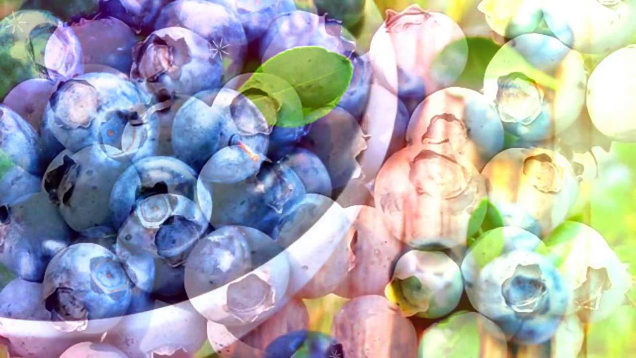 ГОЛУБИКА - ПОЛЬЗА | польза голубики для здоровья, польза и вред. - YouTube