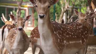 Deer in the Changing World: Conservation and Challenges