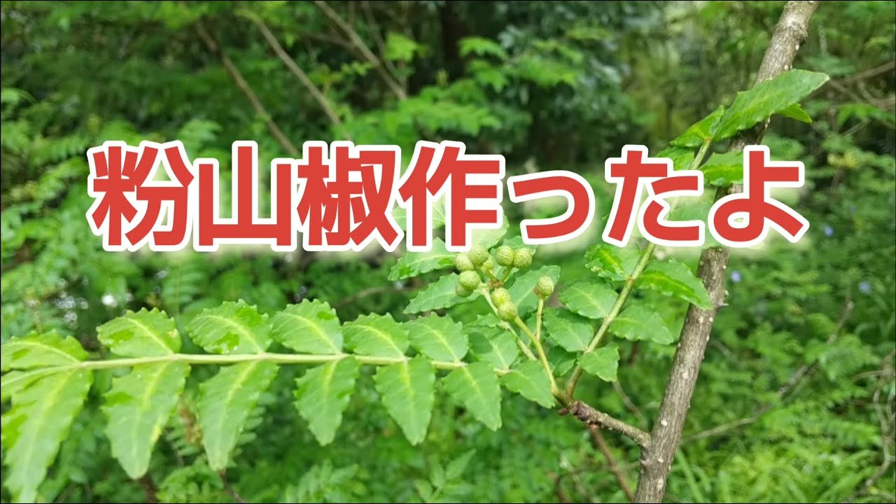 誕生日プレゼント 山椒の粉@プロフ必読様専用 山椒の粉@プロフ必読様
