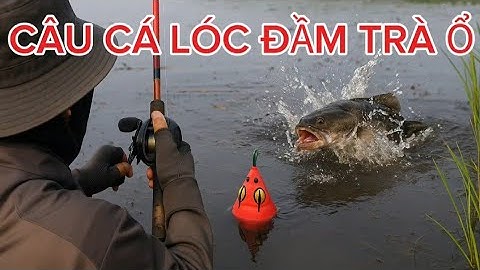 Câu cá lóc đầm trà ổ nơi nhiều cá lóc nhất Tỉnh Bình Định huynhvananfising