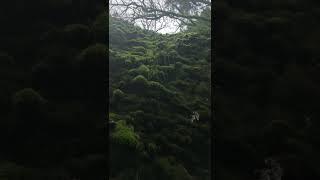 Secret spot in Portland's Forest Park