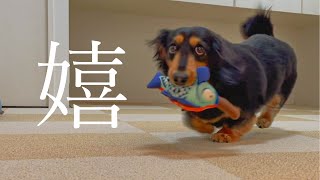 愛犬のためにタイルカーペット敷いたら思った以上に最高だった【ダックスフンド】