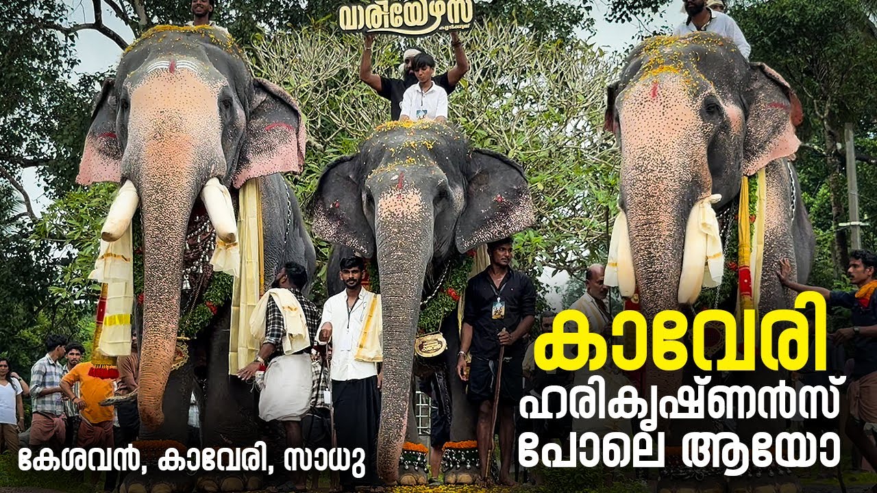 കാവേരി പെണ്ണെ ഹരികൃഷ്ണൻസ് പോലെ ആയോ ? I Kaveri I Keshavan I Sadhu I Aanayoottu 2025 #kaveri #aana