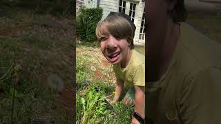 Oh look a dandelion