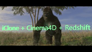 iC7 to C4D: 'iClone Gorilla with C4D Fur' (Redshift Render, 4K, HDR)