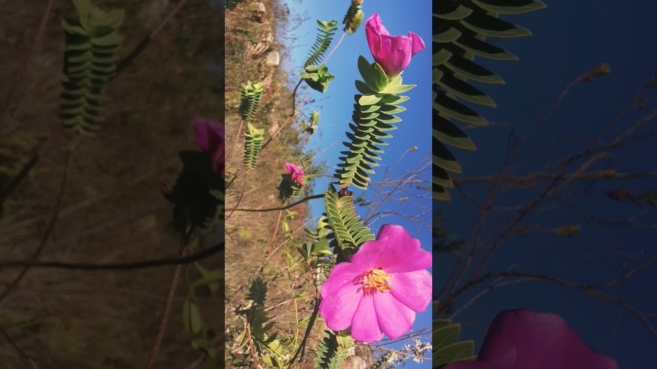 🌹¹⁰☆•⁵◇²■⁹ Cataphract Microlicia (Microlicia cataphracta) in Melastome Family (Melastomataceae)