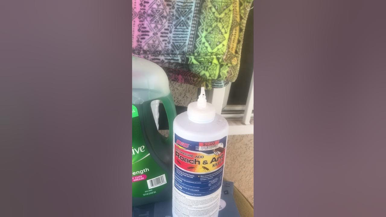 How to get rid ants YouTube