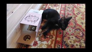 Black kitten is having fun with the box. by StreetWorld Cats 166 views 3 years ago 1 minute, 49 seconds