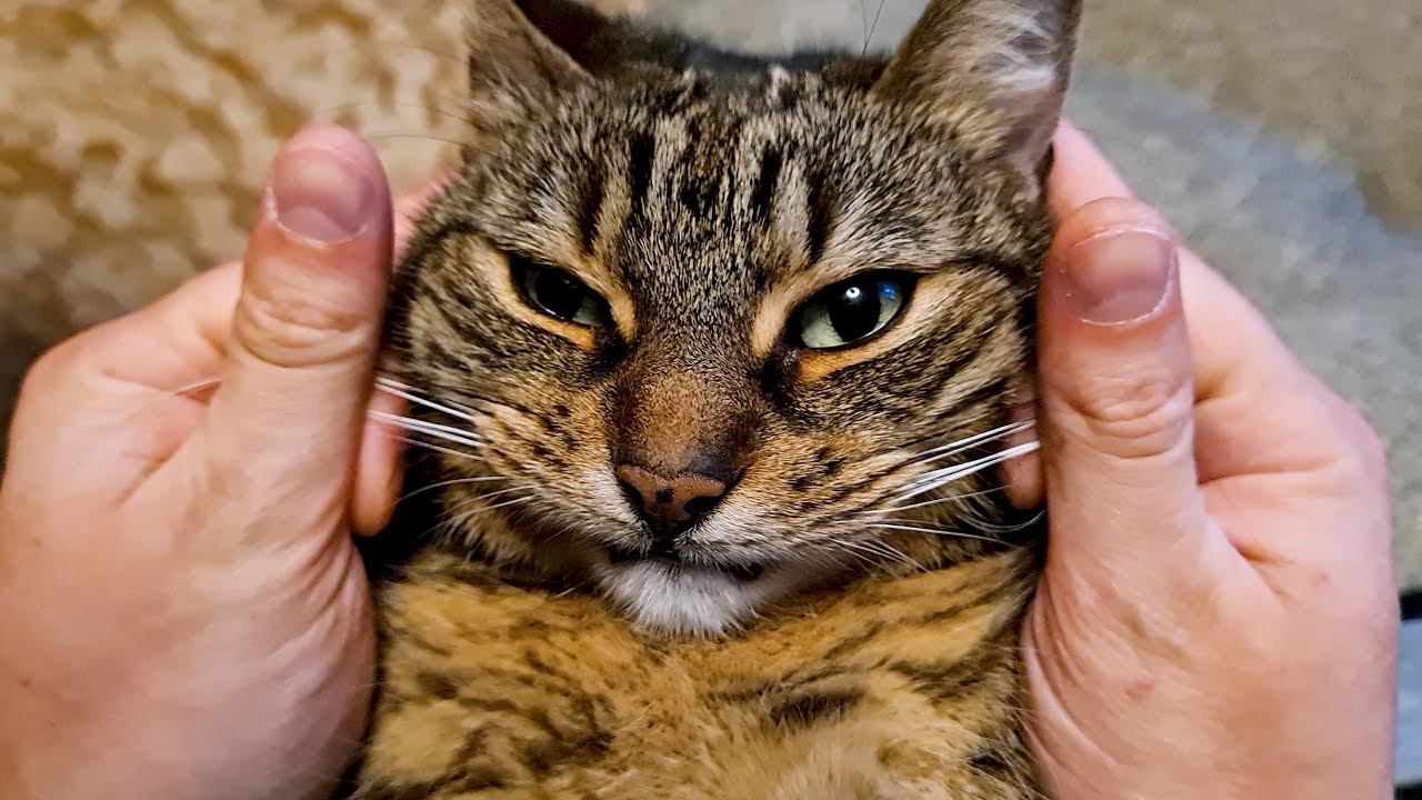 Pull the whiskers means Achoo!