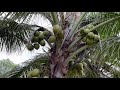 Coconut trees in front yard  raj gadade